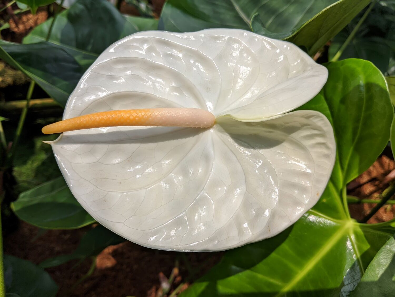 Antúrio (Anthurium andraeanum) – Revista Jardins