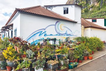 As flores do Bairro dos Pescadores