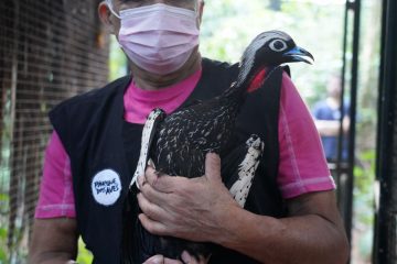 Quatro jacutingas se preparam para substanciar população na natureza