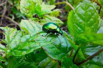 Escaravelho-das-mentas (Chrysolina herbacea) – Revista Jardins