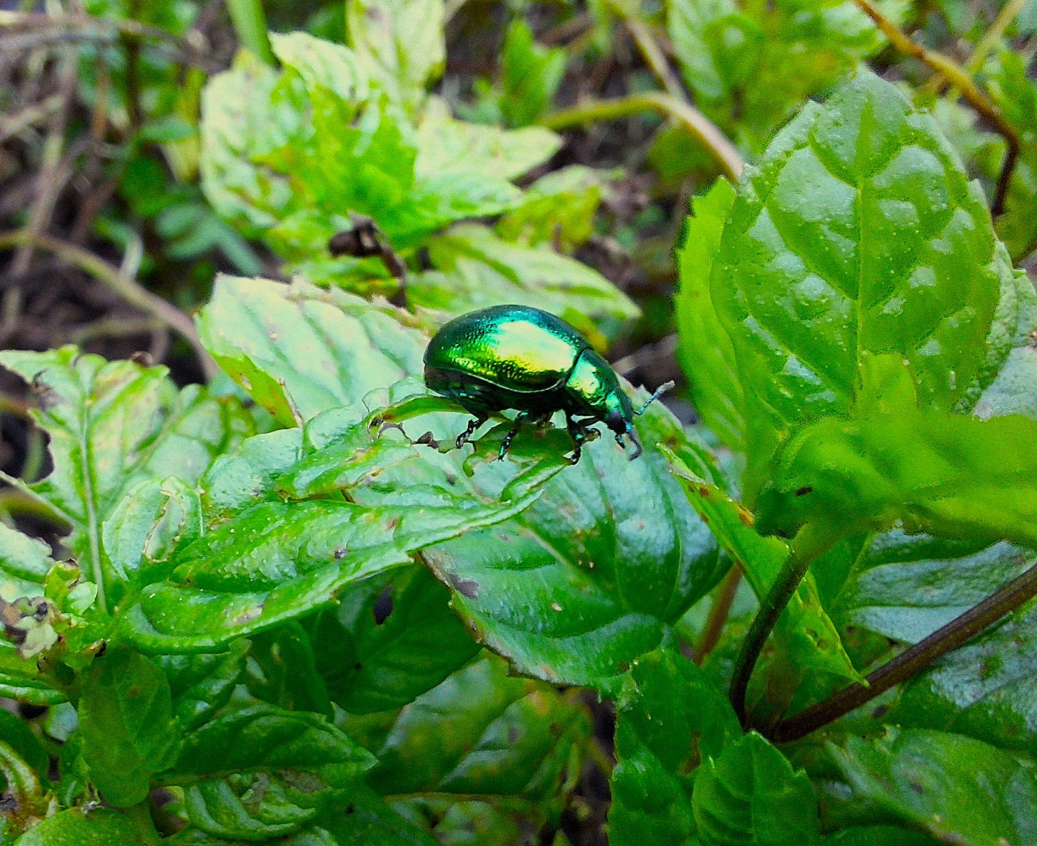 Escaravelho-das-mentas (Chrysolina herbacea) – Revista Jardins