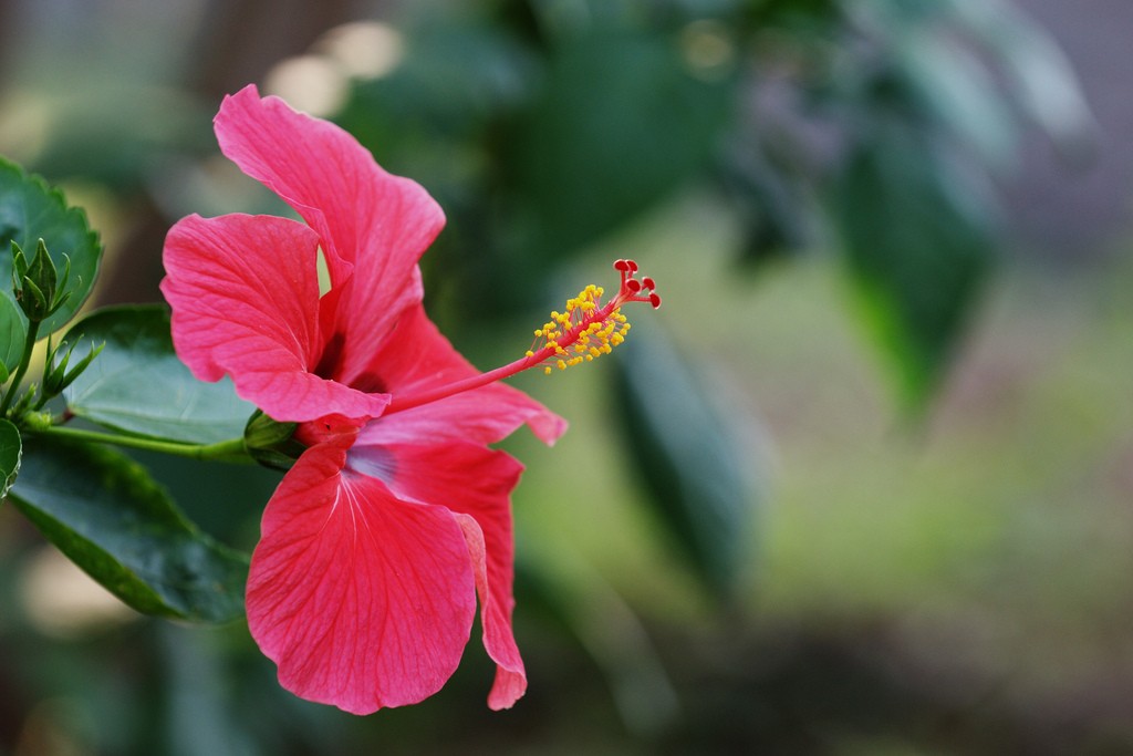 Hibisco: ficha de cultivo