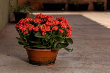 Kalanchoe (Kalanchoe blossfeldiana Poelln.) – Revista Jardins