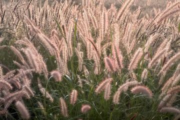 Pennisetum: bonitas no jardim, um problema na Natureza