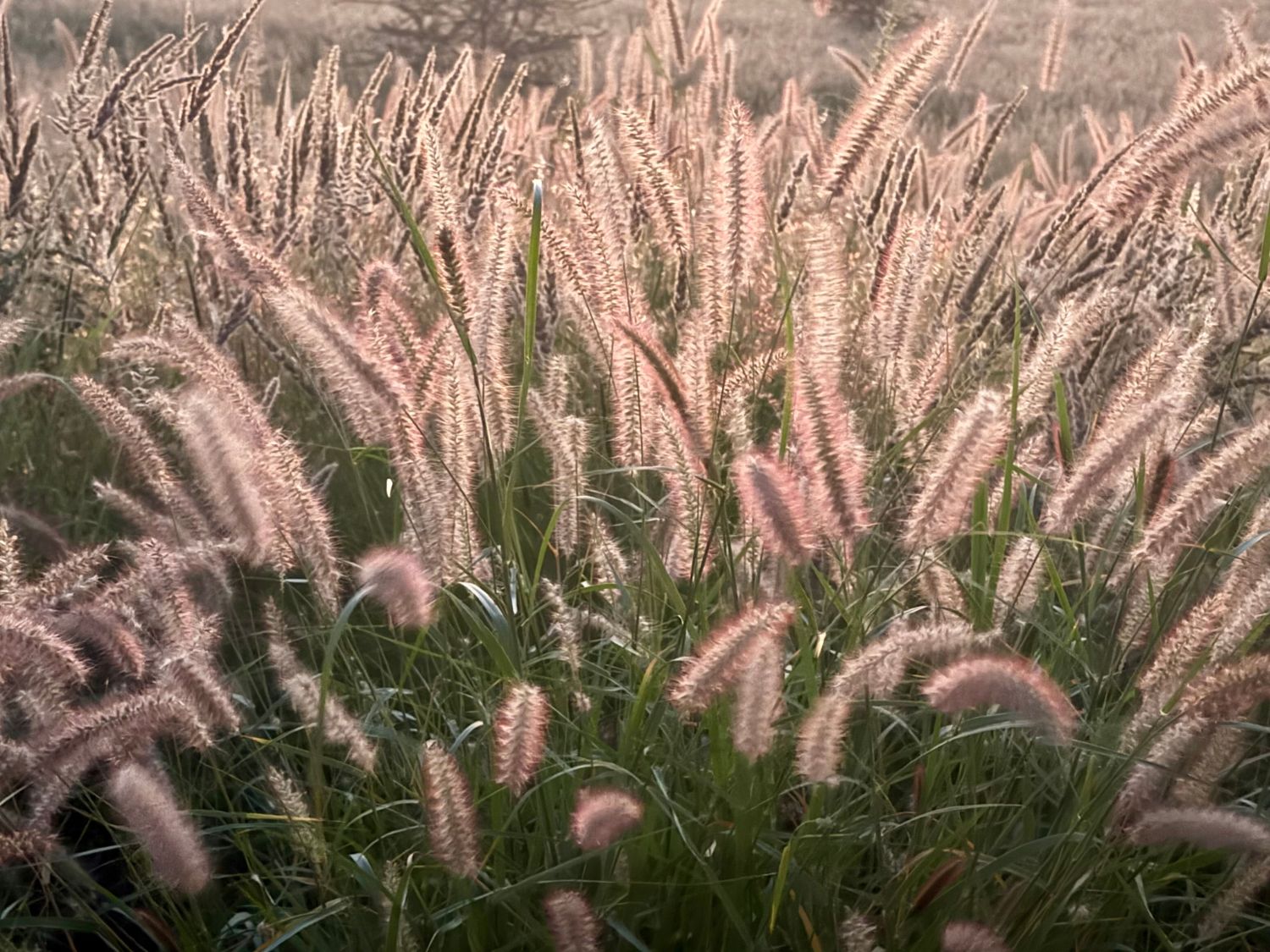 Pennisetum: bonitas no jardim, um problema na Natureza