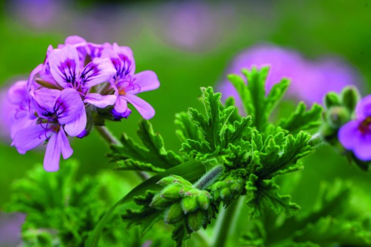 Vegetação antimosquitos – Revista Jardins