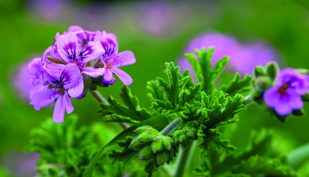 Vegetação antimosquitos – Revista Jardins