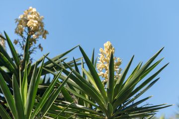 Yucca gigantea – Revista Jardins
