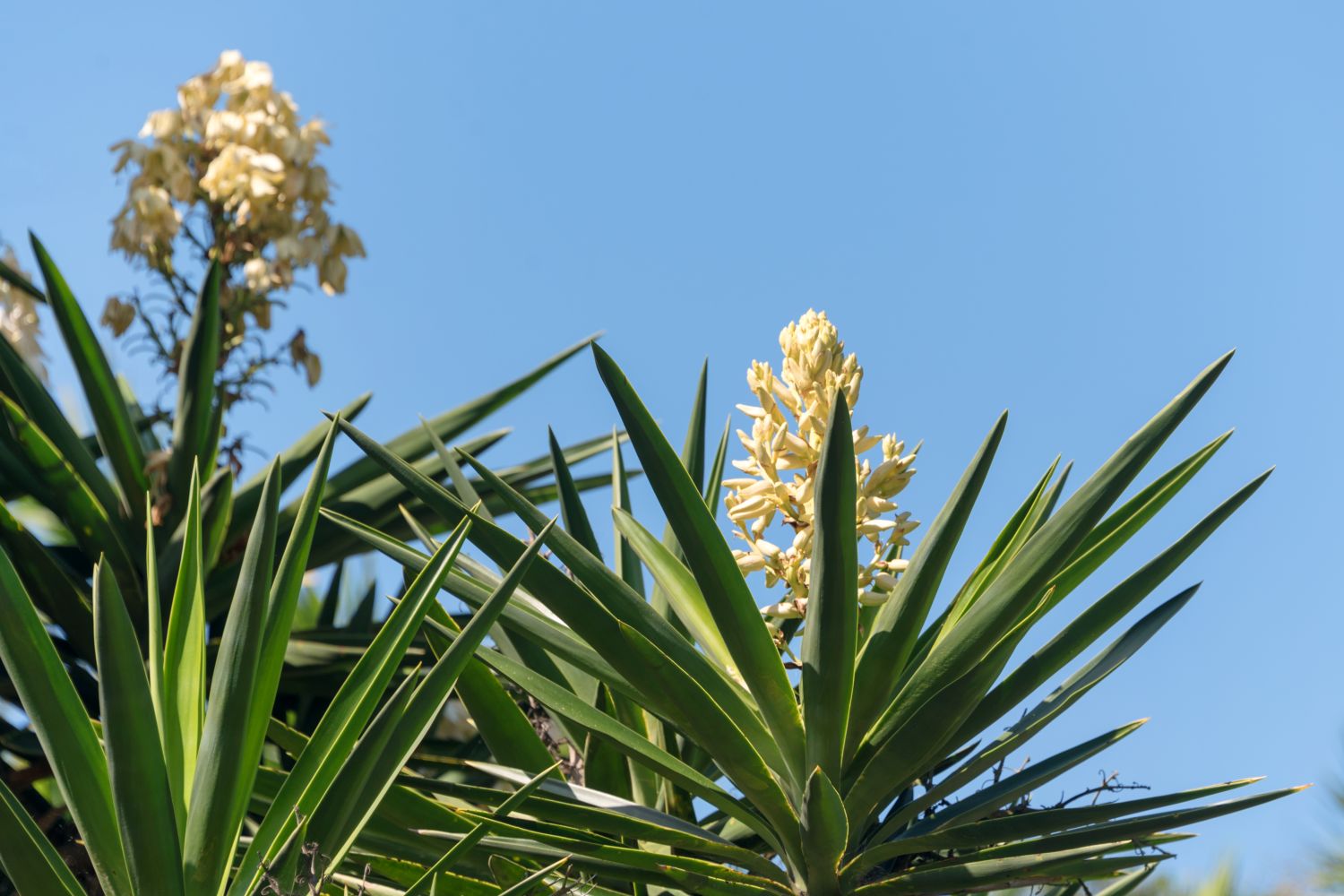 Yucca gigantea – Revista Jardins