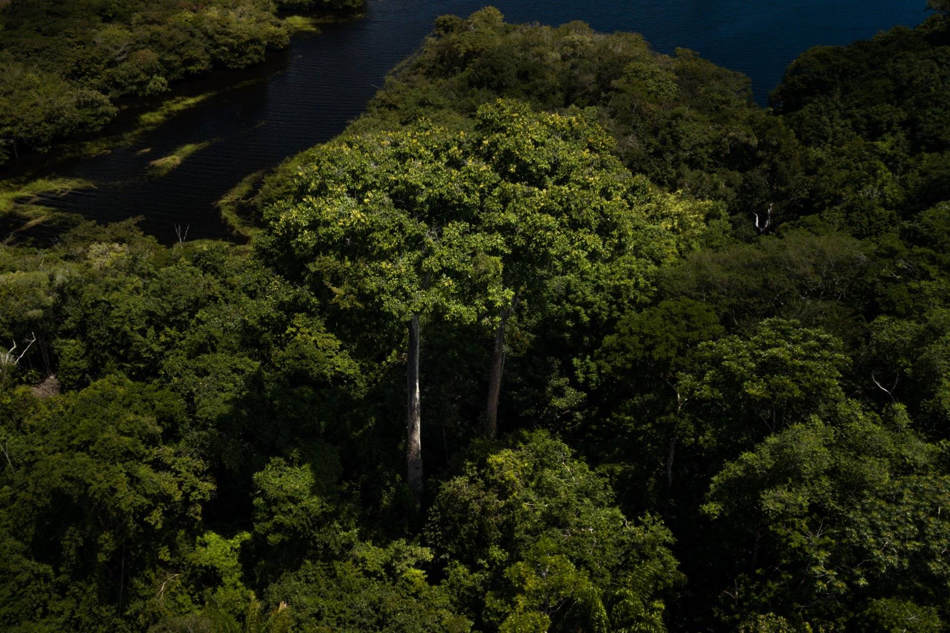 Quase 600 áreas protegidas da Amazônia não registraram desmatamento no primeiro semestre