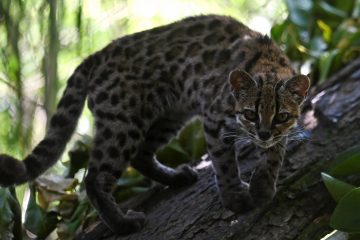 Depois de 100 anos, ciência identifica novidade espécie de felino na Bolívia
