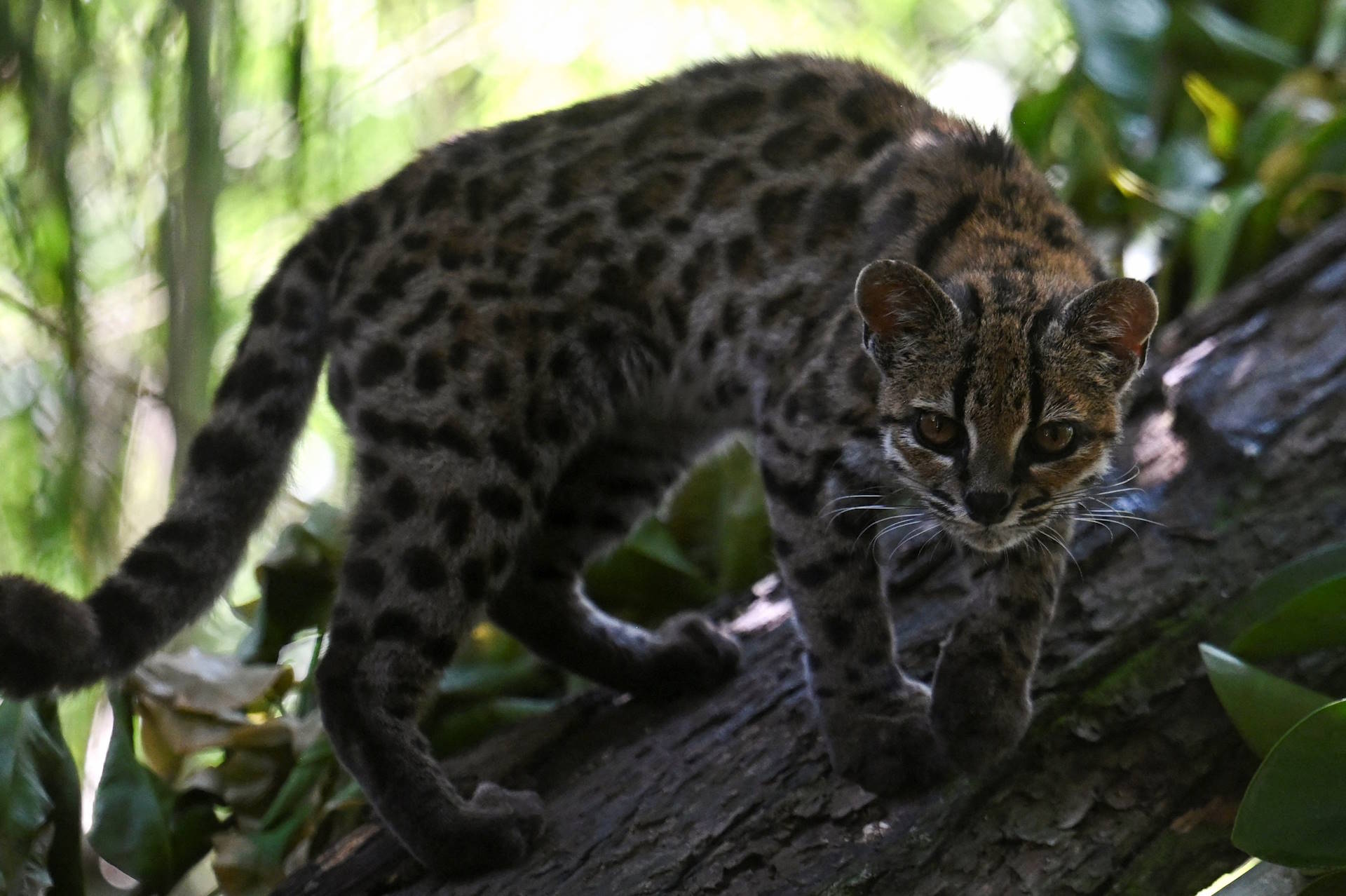 Depois de 100 anos, ciência identifica novidade espécie de felino na Bolívia