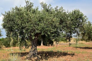 A oliveira, uma árvore mediterrânica