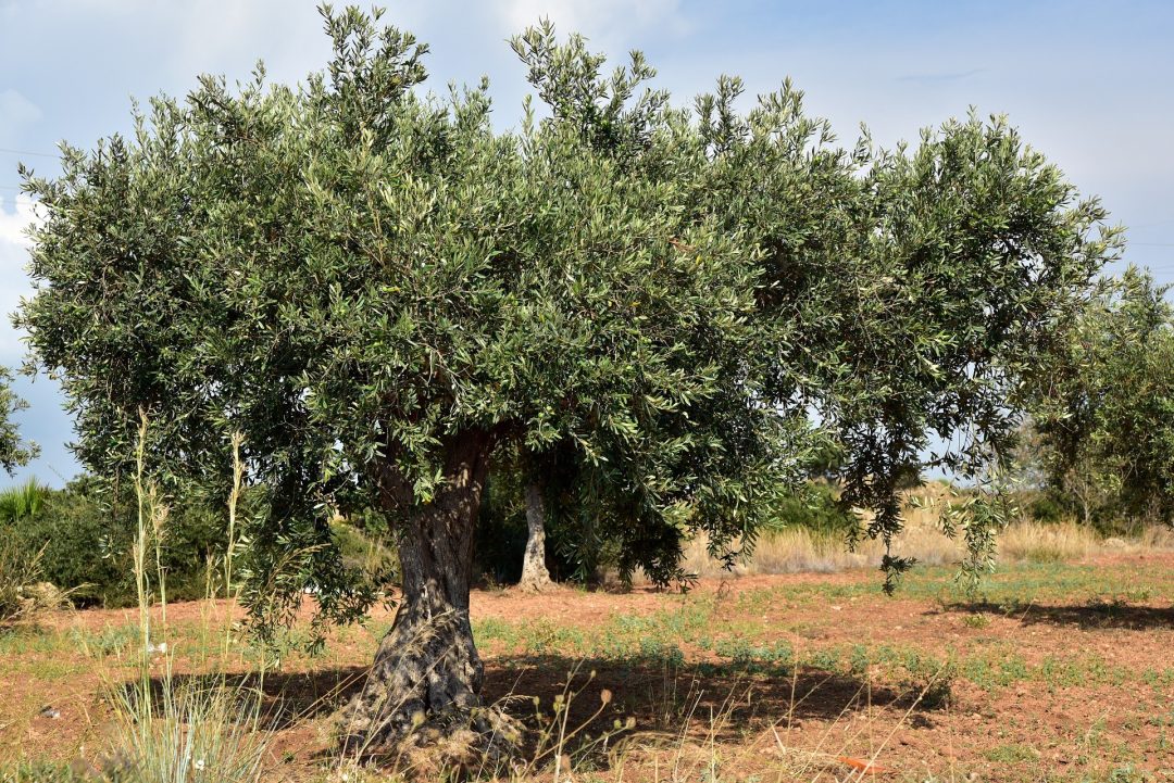 A oliveira, uma árvore mediterrânica