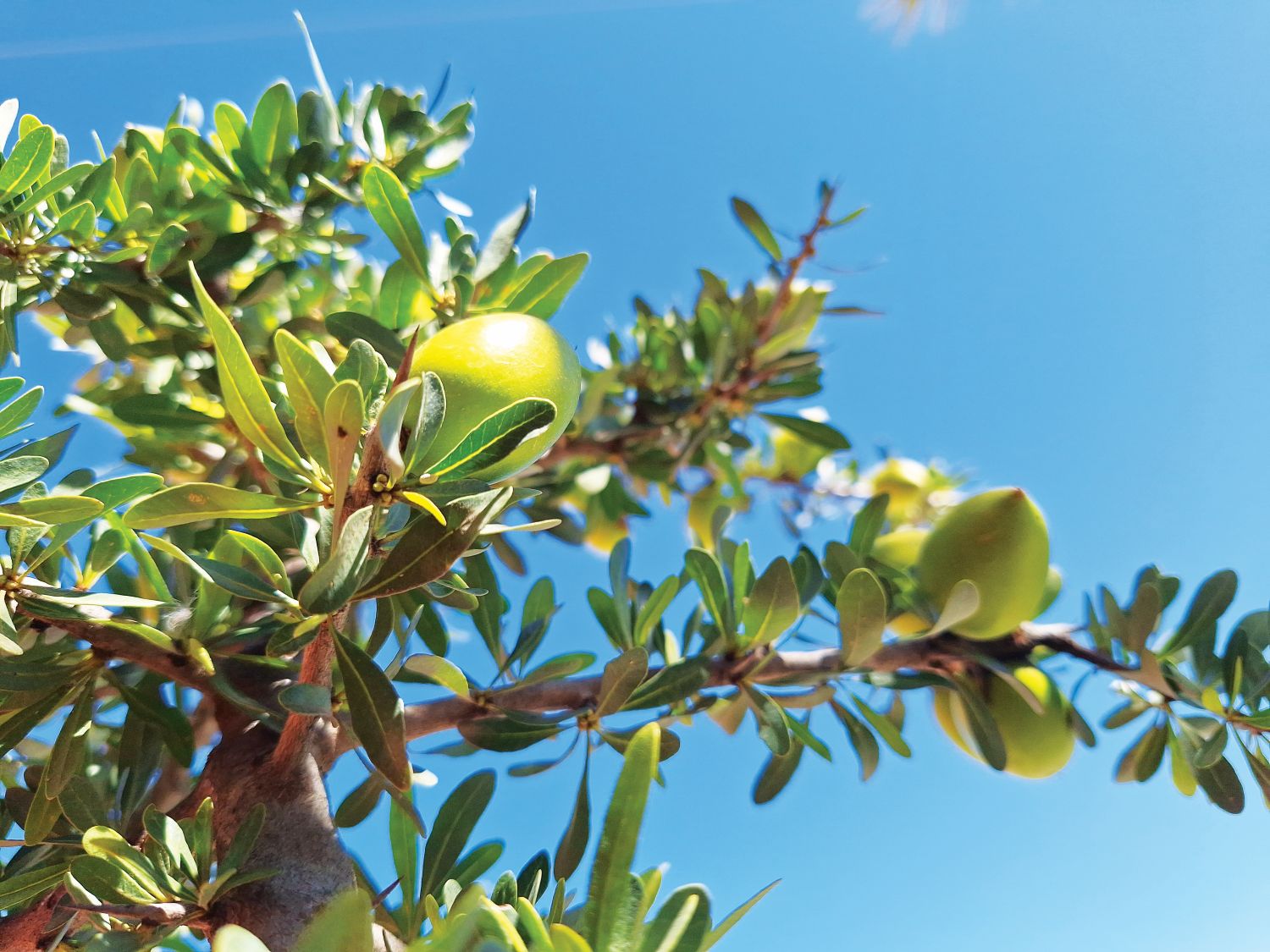 Árvore de Argão – Revista Jardins