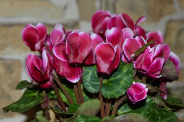 As 5 vegetalidade essenciais para um outono florido