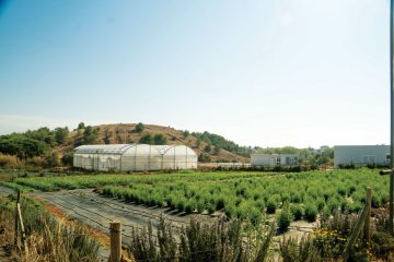 Cerplant: Cultivar jardins, edificar inclusão