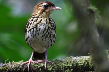 Novidade espécie de ave é identificada na Serra de Baturité, no Ceará