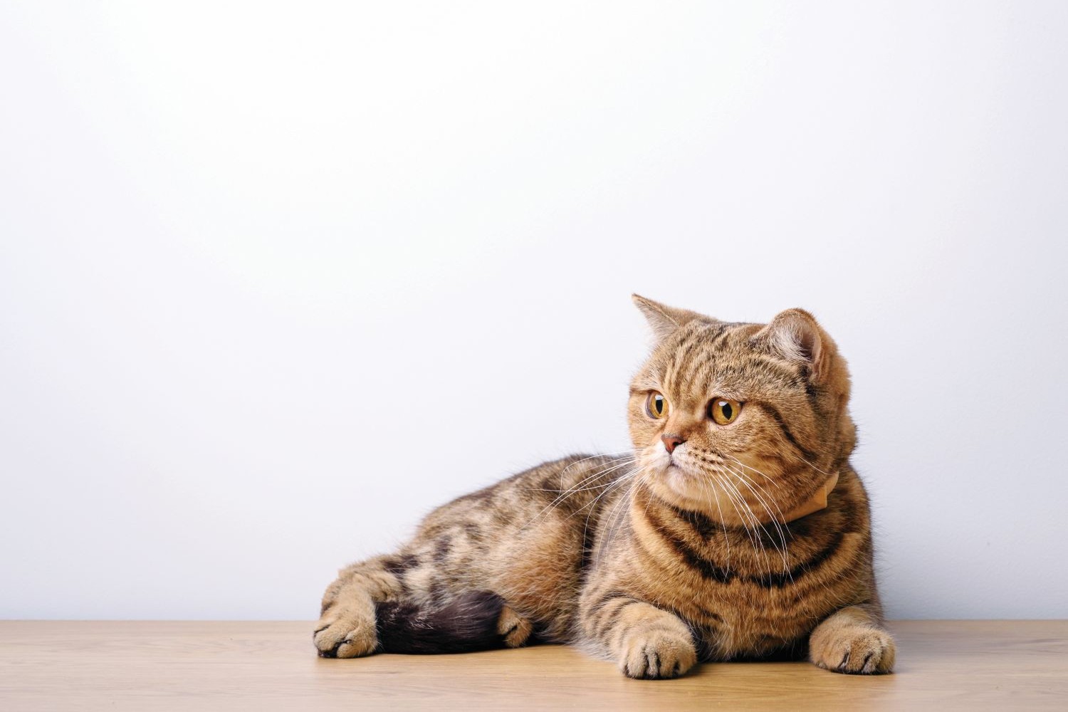 Desparasitação de animais – Revista Jardins