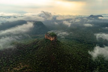 Muito além das árvores tortas: conheça a variação do Denso em fotos