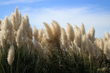 Grama-das-pampas: a vegetal que pode estar a invadir a Natureza a partir do seu jardim