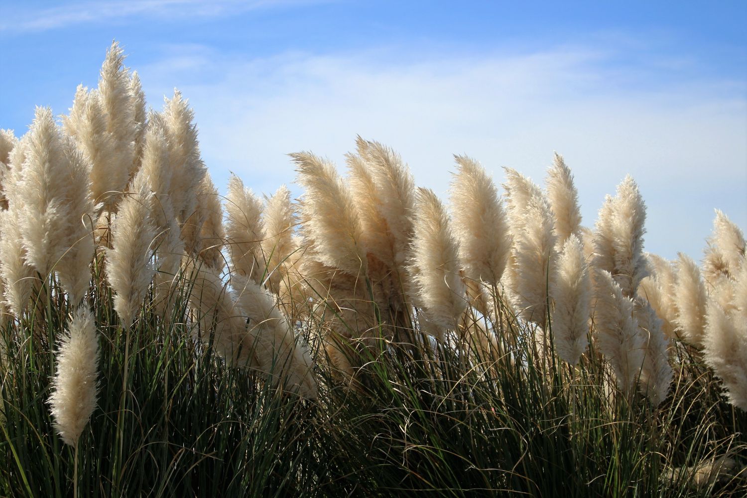 Grama-das-pampas: a vegetal que pode estar a invadir a Natureza a partir do seu jardim