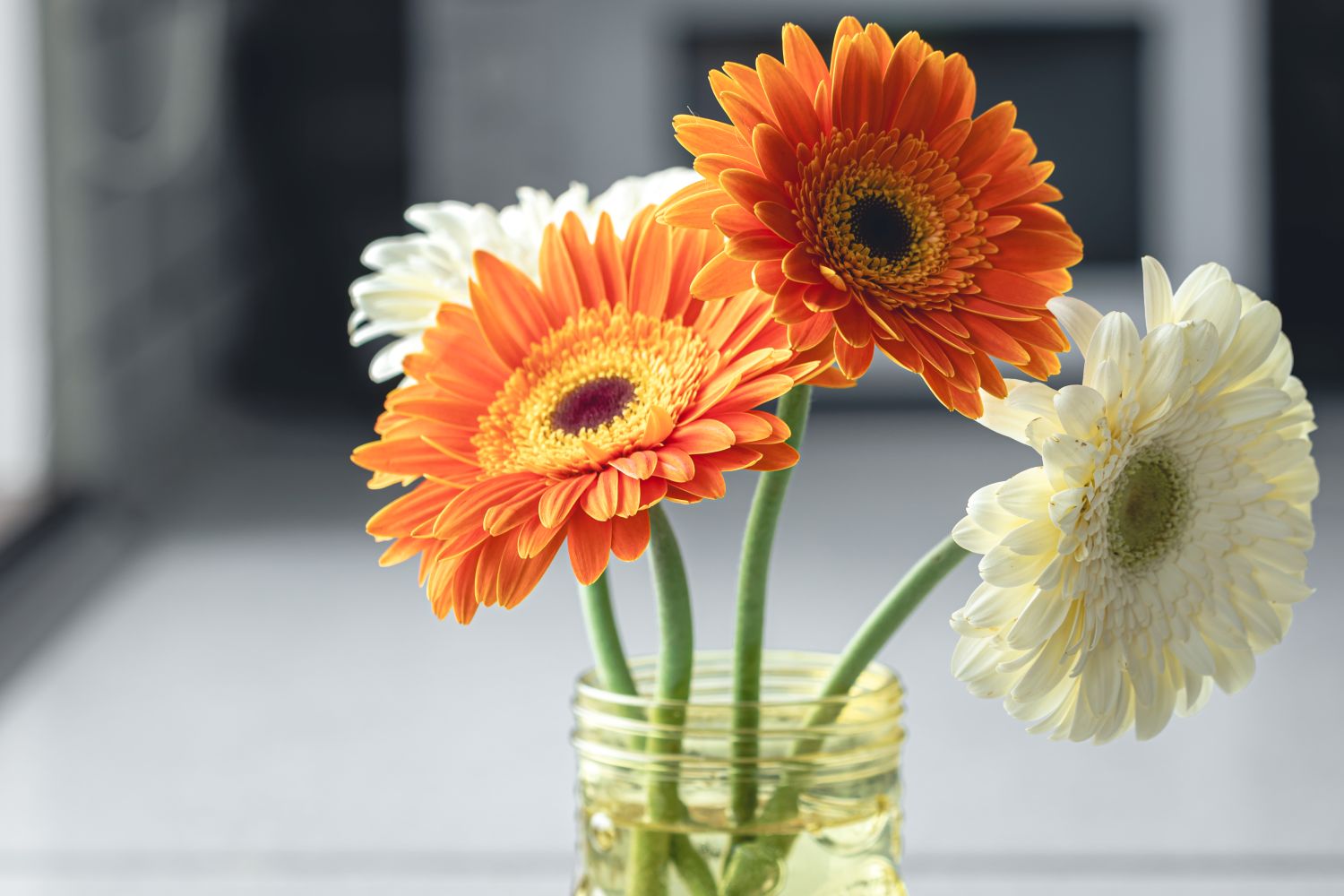 Gerbera: cor sem timidez no jardim e em vaso