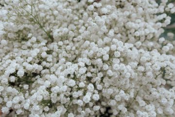 Gipsófila (Gypsophila paniculata) – Revista Jardins