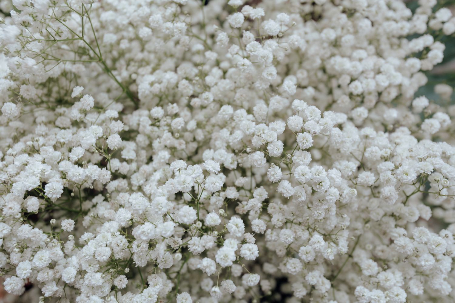 Gipsófila (Gypsophila paniculata) – Revista Jardins
