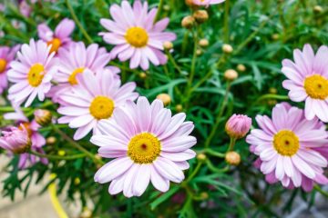 Margaridas: uma vez que enobrecer margaridas, malmequeres e outras flores parecidas