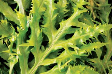 Mizuna (Brassica rapa var. nipposinica)
