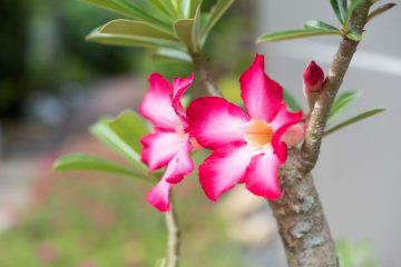 Rosa do deserto (Adenium obesum)