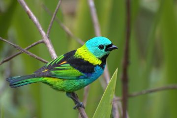 Aves coloridas correm maior risco de extinção que as de plumagem discreta, diz estudo