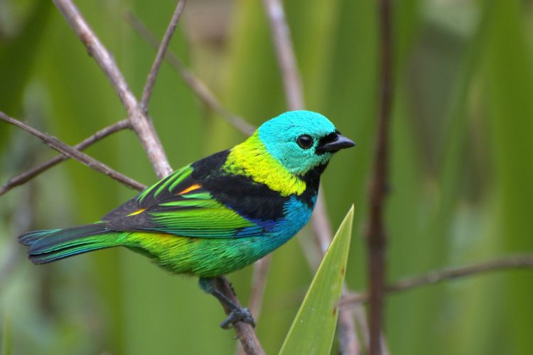 Aves coloridas correm maior risco de extinção que as de plumagem discreta, diz estudo