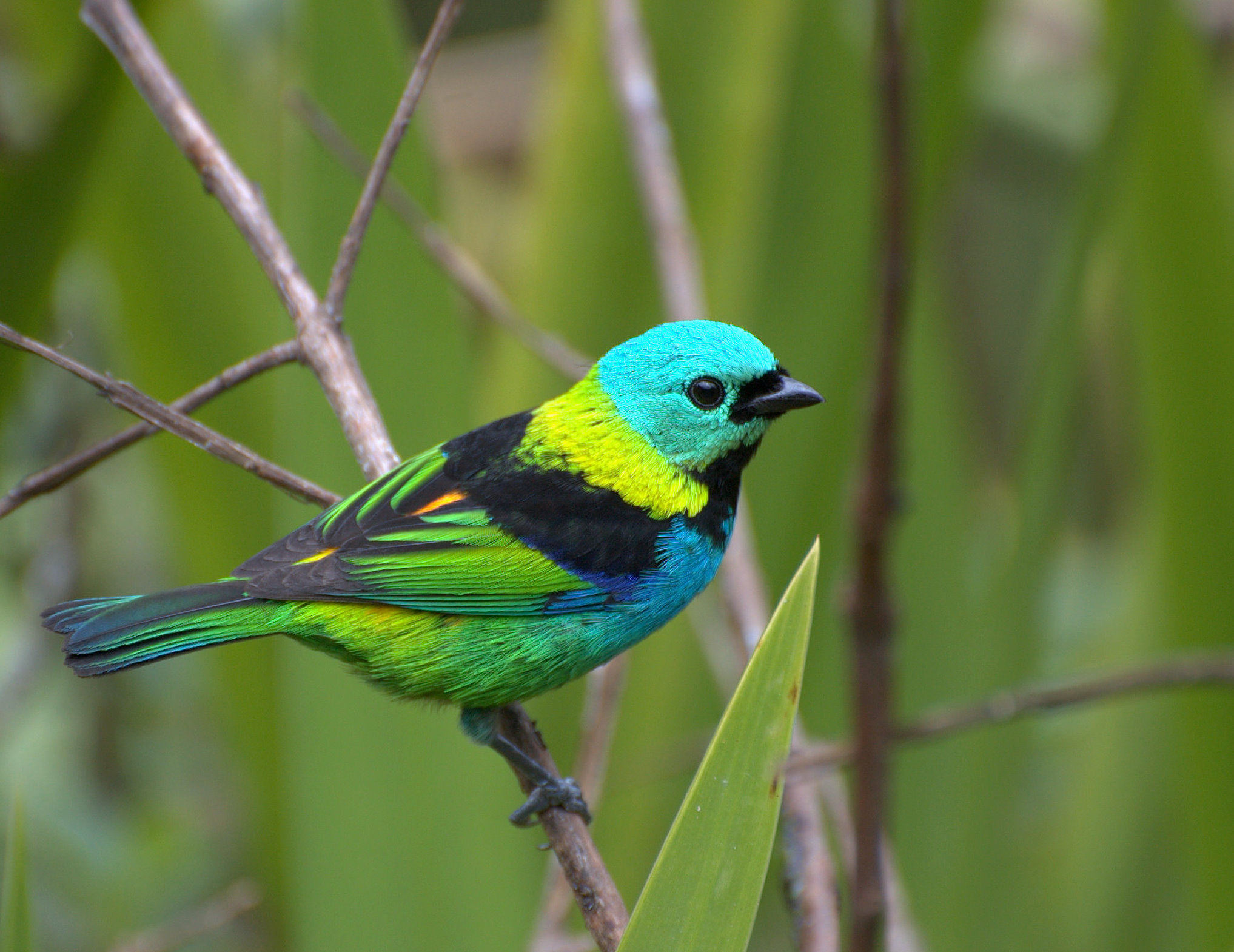 Aves coloridas correm maior risco de extinção que as de plumagem discreta, diz estudo