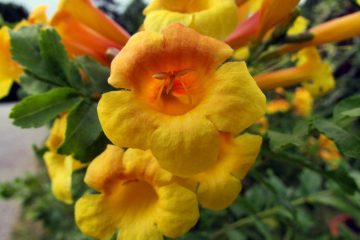 Trepadeiras floridas para o seu jardim
