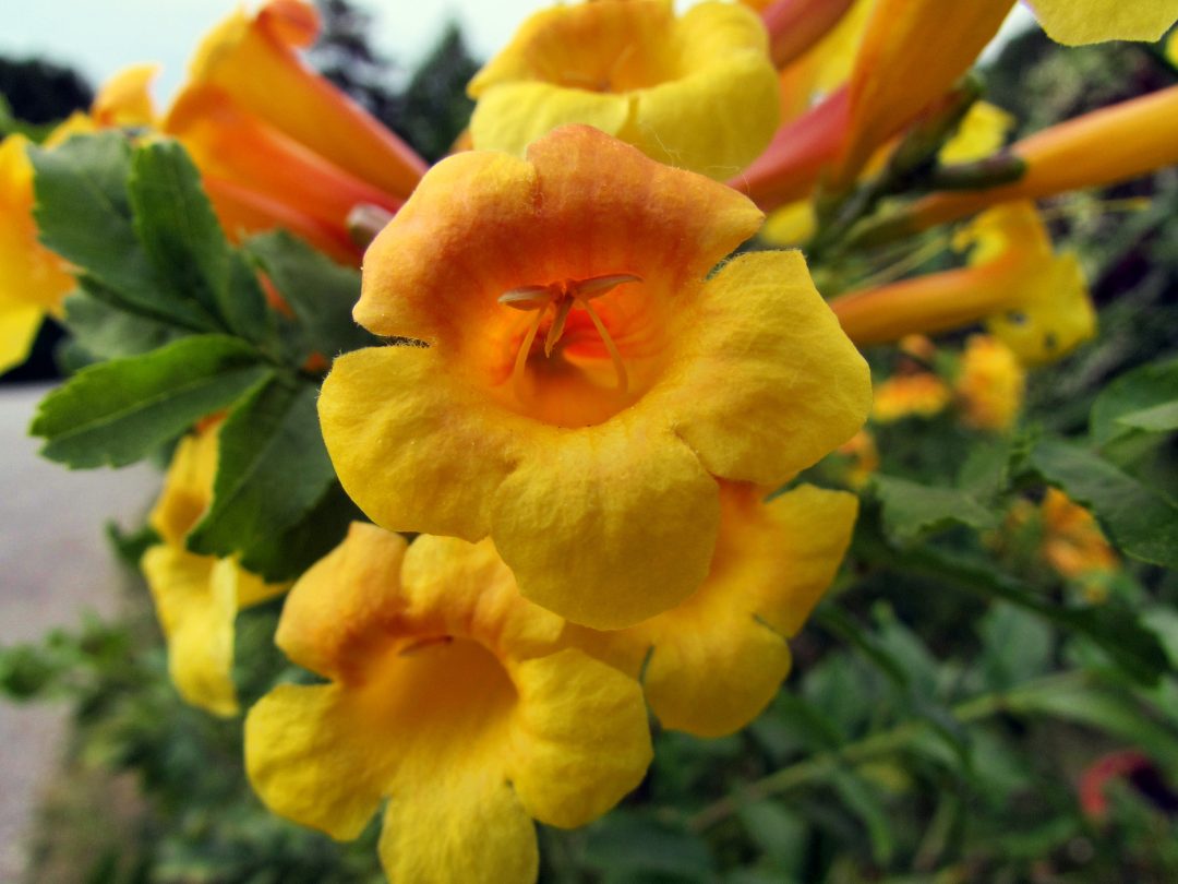 Trepadeiras floridas para o seu jardim