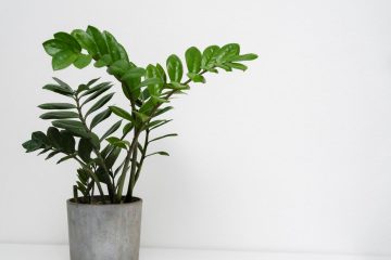 Zamioculca (Zamioculcas zamiifolia) – Revista Jardins