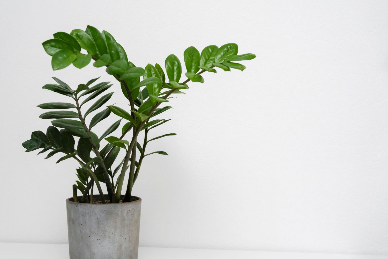 Zamioculca (Zamioculcas zamiifolia) – Revista Jardins