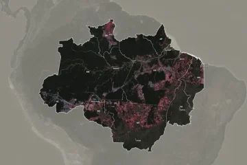 Amazônia perdeu 690 milénio árvores por dia a mais com Bolsonaro do que com Lula 