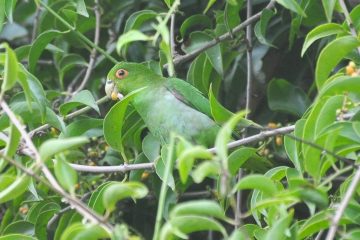 Ave rara da Mata Atlântica é fotografada pela primeira vez em Ilhabela