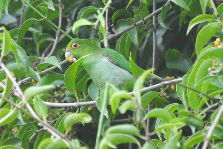 Ave rara da Mata Atlântica é fotografada pela primeira vez em Ilhabela