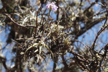 À invenção da Tillandsia reichenbachii