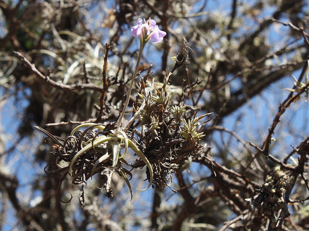 À invenção da Tillandsia reichenbachii