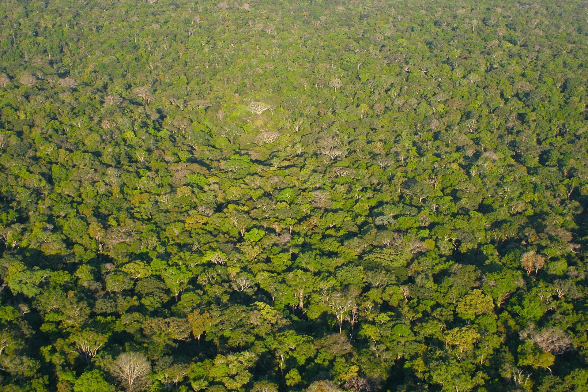 Amazônia tem a menor taxa de desmatamento já registrada pelo Inpe