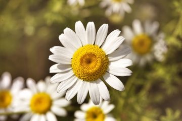 Camomila, uma vegetal útil para a saúde