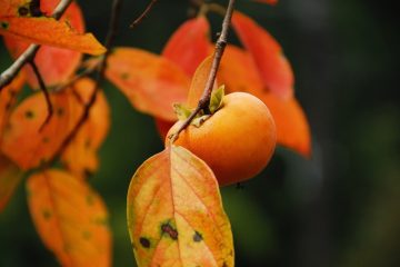Dióspiro, um fruto outonal