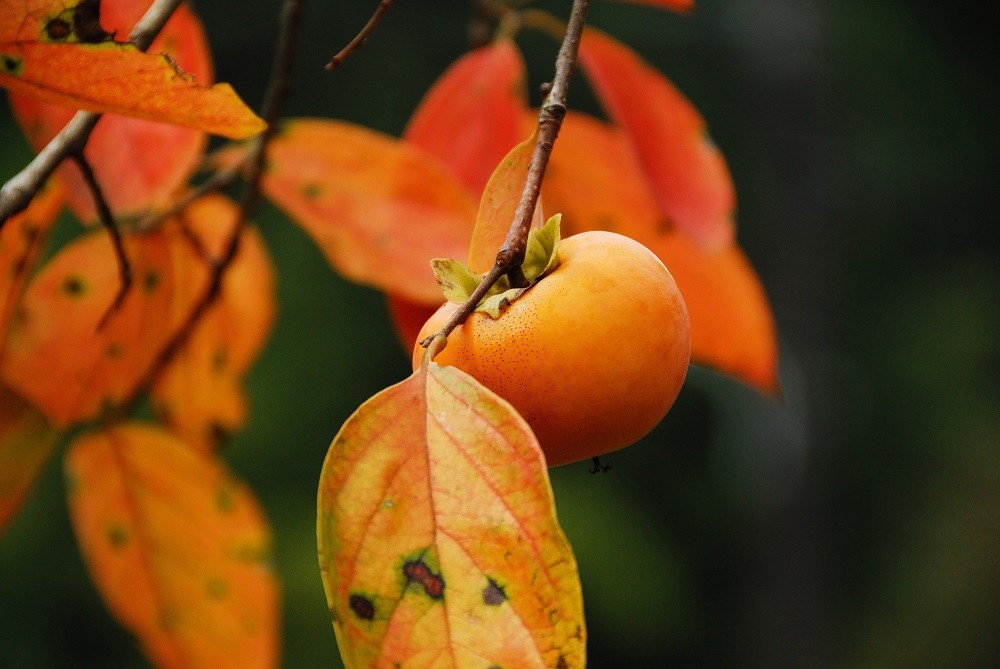 Dióspiro, um fruto outonal
