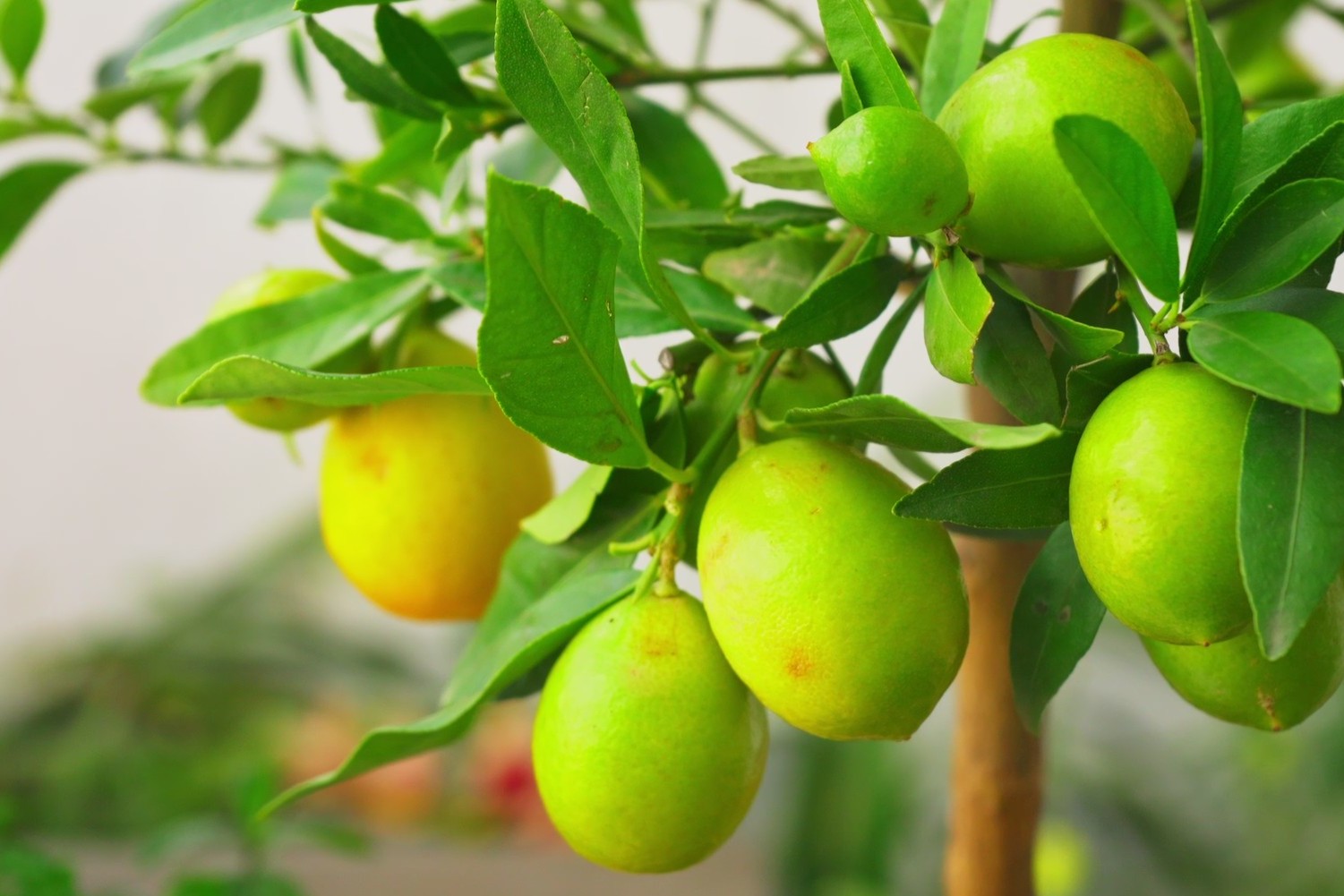Limequat: pequeno citrino oloroso entre a lima e o kumquat