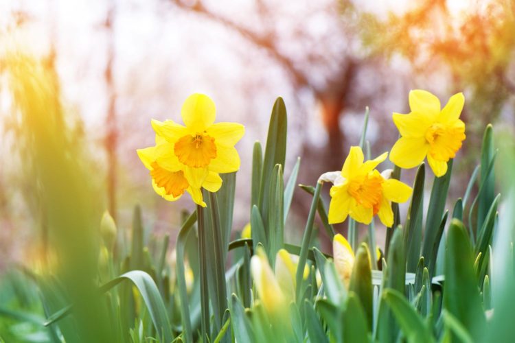 Narciso (Narcissus spp.) – Revista Jardins